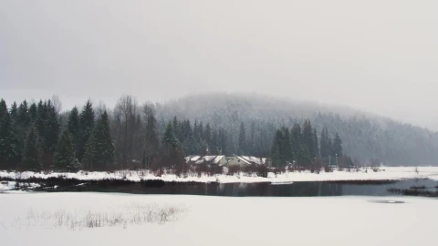 Stock Video Open Environment Of A Cold And Snowy Forest Live Wallpaper - Free Live Wallpaper