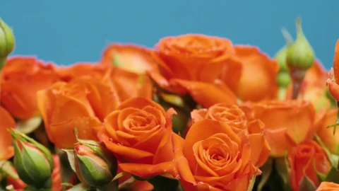 Stock Video Orange Bunch Of Flowers Live Wallpaper - Free Live Wallpaper