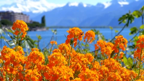 Stock Video Orange Flowers And The Lake In The Background Live Wallpaper - Free Live Wallpaper