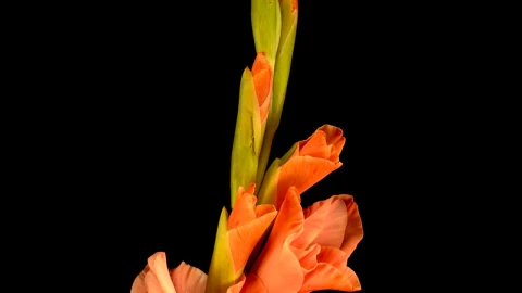 Stock Video Orange Flower Opening Live Wallpaper - Free Live Wallpaper