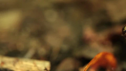Stock Video Orange Frog Breathing Live Wallpaper - Free Live Wallpaper