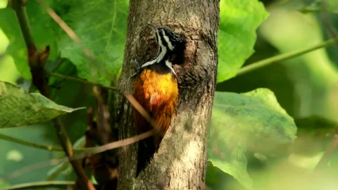 Stock Video Orange Woodpecker In A Tree Live Wallpaper - Free Live Wallpaper