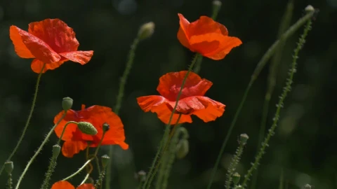 Stock Video Orange Wildflowers Moving With The Wind Live Wallpaper - Free Live Wallpaper