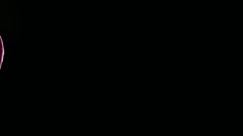 Stock Video Orchids In A Dark Room Live Wallpaper - Free Live Wallpaper