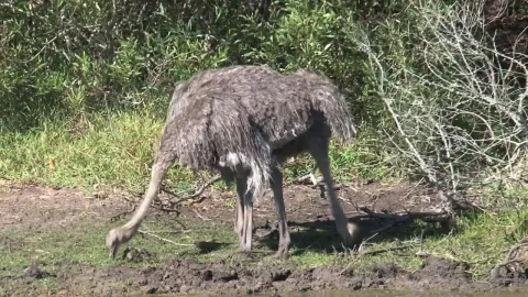 Stock Video Ostriches Searching For Food Live Wallpaper - Free Live Wallpaper