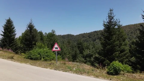 Stock Video Over A Pine Forest On A Sunny Day Live Wallpaper - Free Live Wallpaper