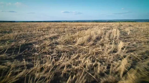 Stock Video Over Flying On A Dry Agriculture Field Live Wallpaper - Free Live Wallpaper