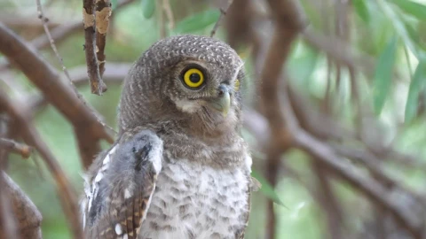Stock Video Owl Hooting On A Tree Live Wallpaper - Free Live Wallpaper