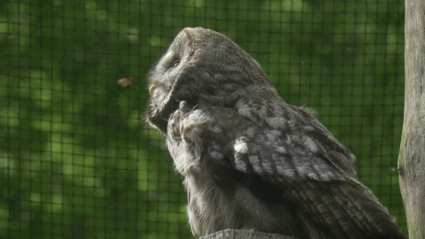 Stock Video Owl In Captivity In A Close Up Shot Live Wallpaper - Free Live Wallpaper