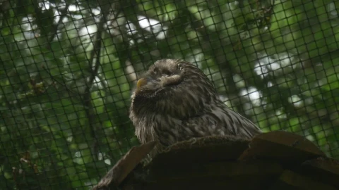 Stock Video Owl Inside A Cage In Nature Live Wallpaper - Free Live Wallpaper