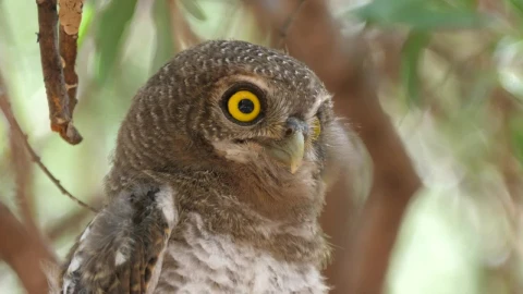 Stock Video Owl Looking Around Live Wallpaper - Free Live Wallpaper