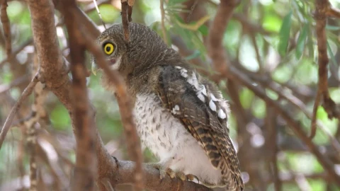 Stock Video Owl Standing In A Tree Live Wallpaper - Free Live Wallpaper