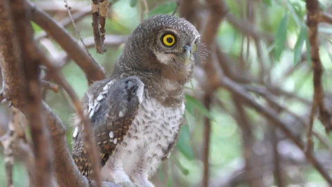 Stock Video Owl Standing On A Branch Live Wallpaper - Free Live Wallpaper