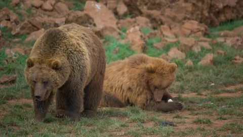 Stock Video Pair Of Brown Bears In The Field Live Wallpaper - Free Live Wallpaper