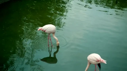 Stock Video Pair Of Flamingos Drinking Water In A Lake Live Wallpaper - Free Live Wallpaper