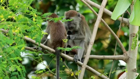 Stock Video Pair Of Monkeys In The Wild Live Wallpaper - Free Live Wallpaper