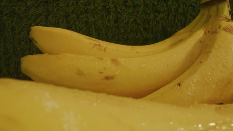 Stock Video Pair Of Plantain Stalks In A Close Up Shot Live Wallpaper - Free Live Wallpaper