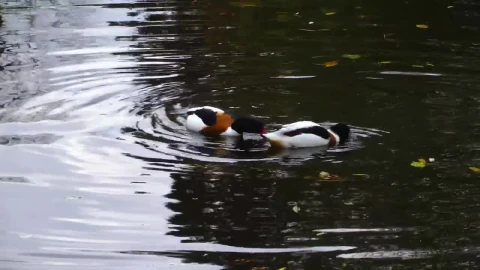 Stock Video Pair Of Wild Ducks Looking For Food In The Lake Live Wallpaper - Free Live Wallpaper