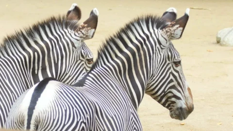 Stock Video Pair Of Zebras Looking At The Distance Live Wallpaper - Free Live Wallpaper
