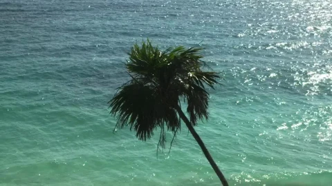 Stock Video Palm Leaning Over The Ocean Live Wallpaper - Free Live Wallpaper