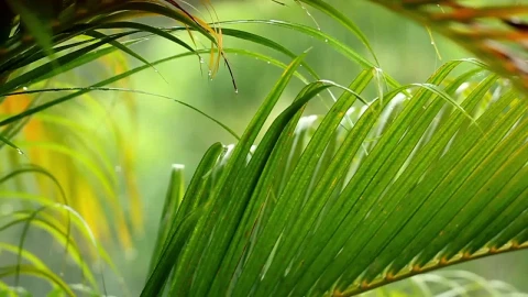 Stock Video Palm Leaves Under A Gentle Rain Live Wallpaper - Free Live Wallpaper