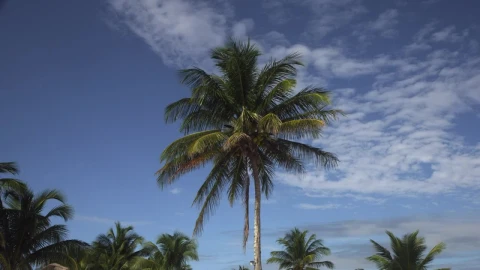 Stock Video Palm On A Beach In Mexico Live Wallpaper - Free Live Wallpaper