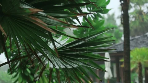 Stock Video Palm Plant Under The Rain Live Wallpaper - Free Live Wallpaper