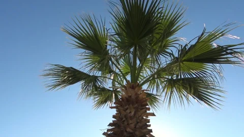 Stock Video Palm Tree Blowing In The Wind Live Wallpaper - Free Live Wallpaper