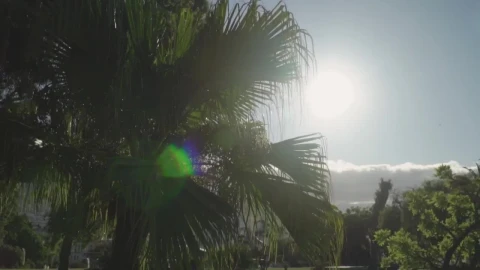 Stock Video Palm Tree Covering The Suns Rays Live Wallpaper - Free Live Wallpaper