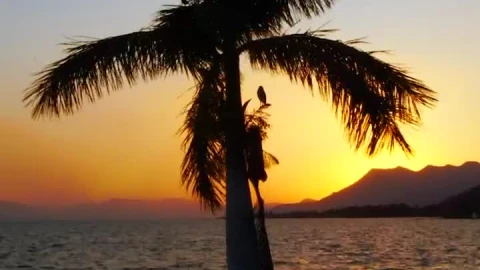Stock Video Palm Tree In Front Of The Sun Live Wallpaper - Free Live Wallpaper