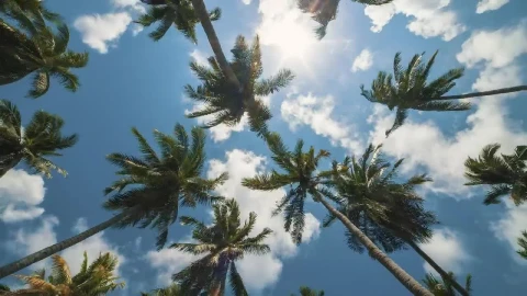 Stock Video Palm Trees Being Moved By The Wind Low View Live Wallpaper - Free Live Wallpaper