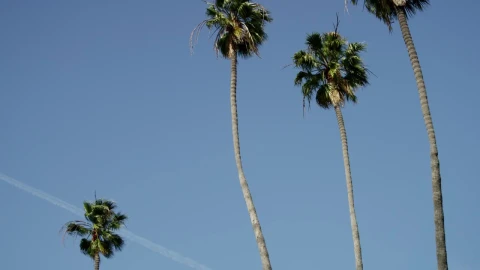 Stock Video Palm Trees And Clear Blue Sky Live Wallpaper - Free Live Wallpaper