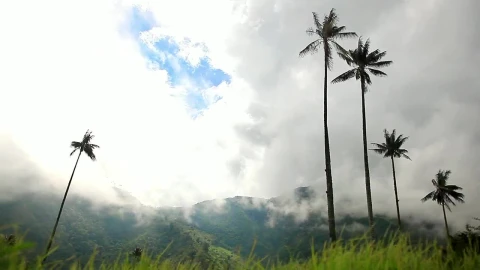 Stock Video Palm Trees In Nature Live Wallpaper - Free Live Wallpaper