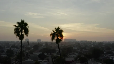 Stock Video Palm Trees In The Venice City View At Sunset Live Wallpaper - Free Live Wallpaper