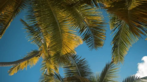 Stock Video Palm Trees Moving In The Wind Live Wallpaper - Free Live Wallpaper