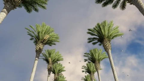 Stock Video Palm Trees With Seagulls And Clouds Overhead Live Wallpaper - Free Live Wallpaper