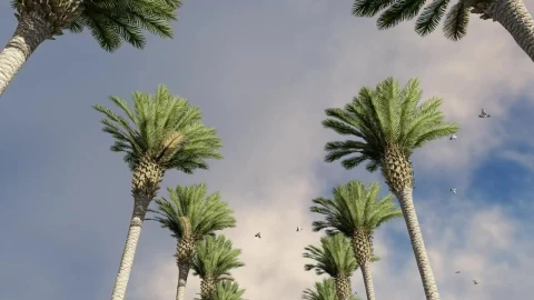 Stock Video Palm Trees With Seagulls Around On A Sunny Day Live Wallpaper - Free Live Wallpaper
