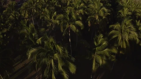 Stock Video Palm Treetops Live Wallpaper - Free Live Wallpaper