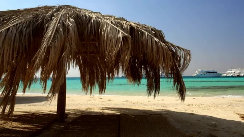 Stock Video Palm Umbrellas On The Beach Live Wallpaper - Free Live Wallpaper