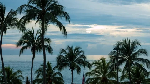 Stock Video Palms Before The Sunset Live Wallpaper - Free Live Wallpaper