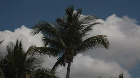 Stock Video Palms Blowing As A Storm Rolls In Live Wallpaper - Free Live Wallpaper