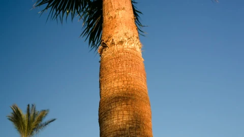 Stock Video Palms Blowing In A Tropical Wind Live Wallpaper - Free Live Wallpaper