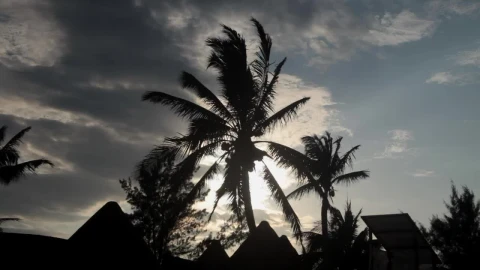 Stock Video Palms Blowing In The Wind Live Wallpaper - Free Live Wallpaper