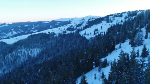 Stock Video Pan Aerial Shot Of A Winter Forest Aerial Shot Live Wallpaper - Free Live Wallpaper