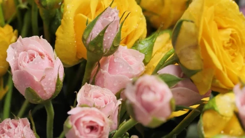 Stock Video Pan Shot Of Wet Flowers Close Up Live Wallpaper - Free Live Wallpaper