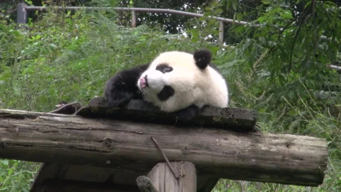 Stock Video Panda In Captivity Feeding Live Wallpaper - Free Live Wallpaper
