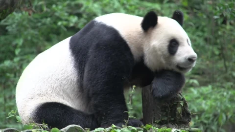 Stock Video Panda Resting On A Tree Trunk Live Wallpaper - Free Live Wallpaper