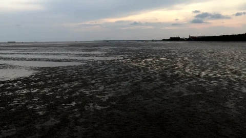 Stock Video Panning In Wetlands On A Cloudy Day Live Wallpaper - Free Live Wallpaper