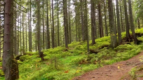 Stock Video Panorama Of A Forest Of Many Trees Live Wallpaper - Free Live Wallpaper