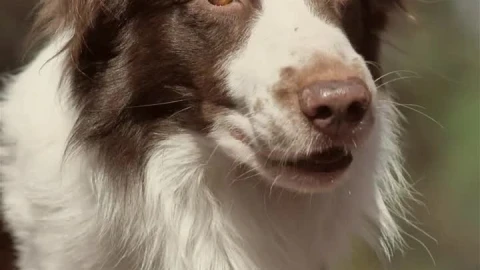 Stock Video Panting Dog Live Wallpaper - Free Live Wallpaper